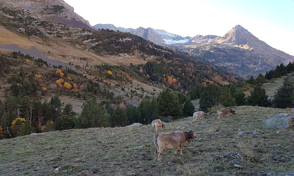 Benasque - refugio de Estós