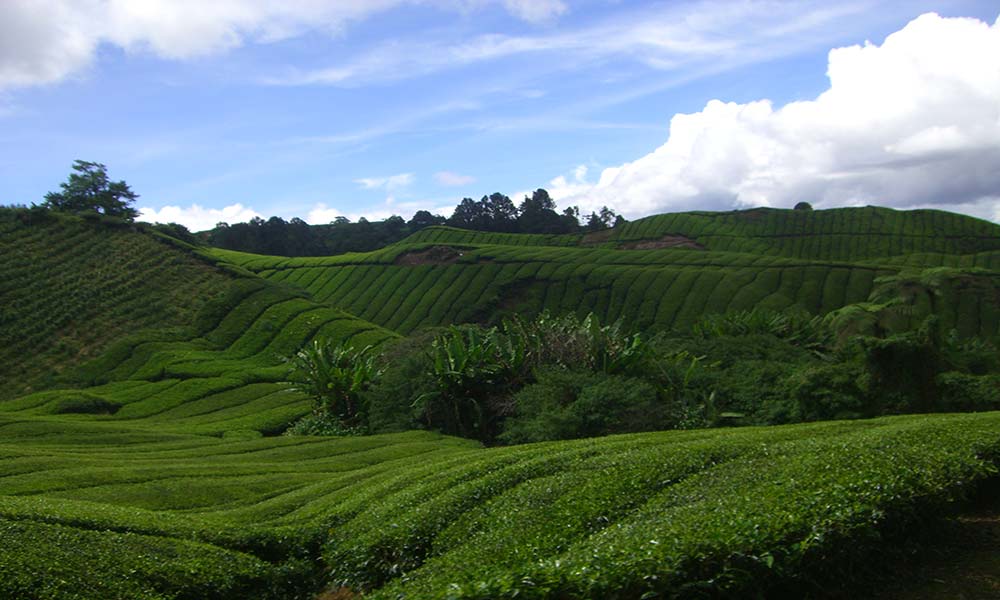 Cameron Highlands