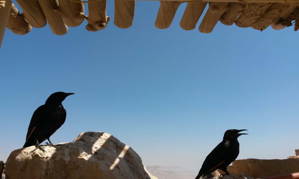 Masada y Ein Gedi