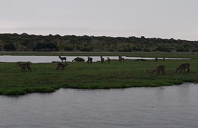 Chobe