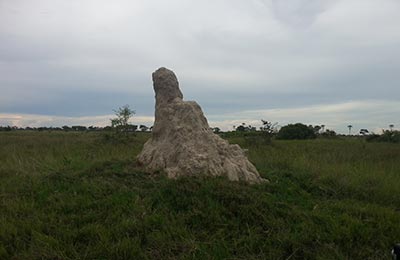 okavango