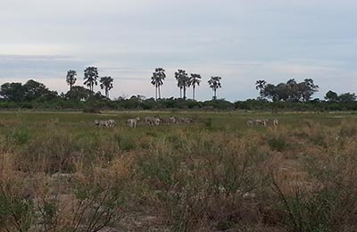 Okavango Delta