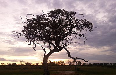 okavango