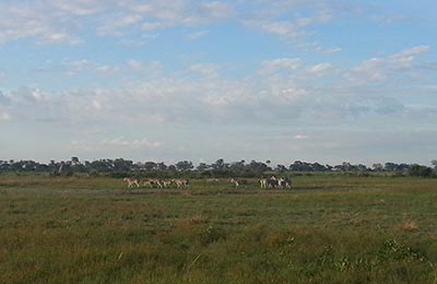 Okavango Delta