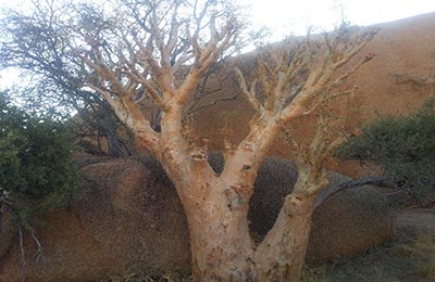 Spitzkoppe