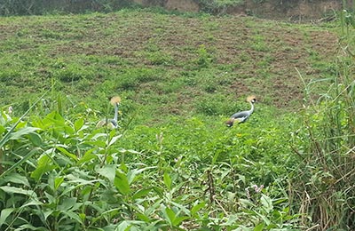 Bunyonyi