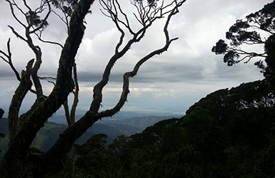 Rwenzori