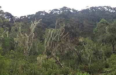 Rwenzori