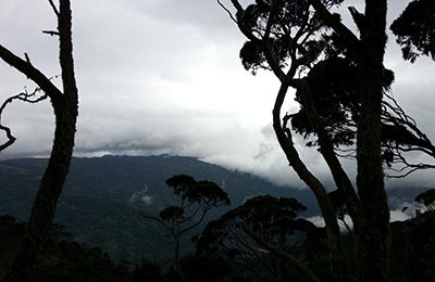 rwenzori