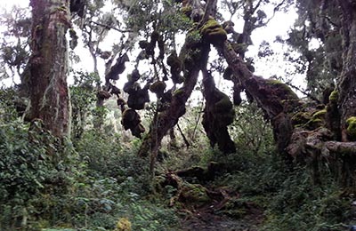 rwenzori