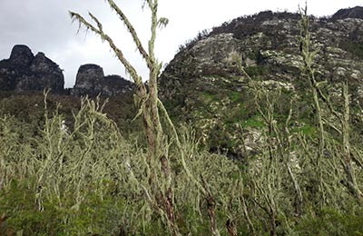 rwenzori