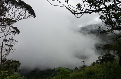 Rwenzori