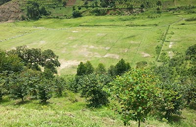 rwenzori