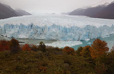 Calafate