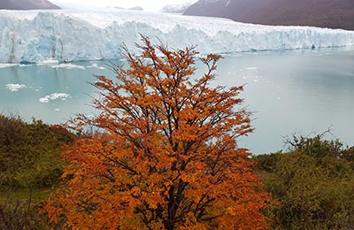 Calafate