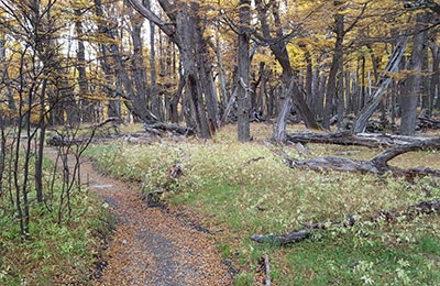 Chaltén