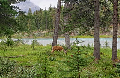 Parque Nacional de Banff