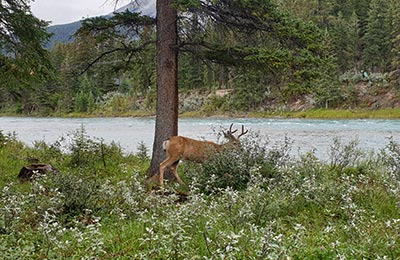 Banff