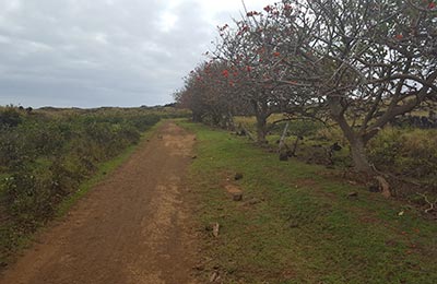 Isla de Pascua