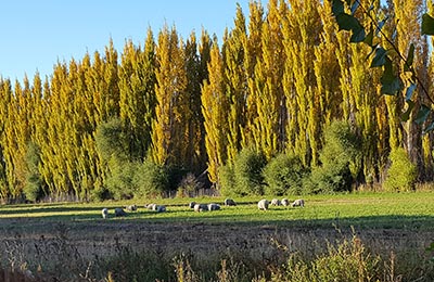 Puerto Río Tranquilo