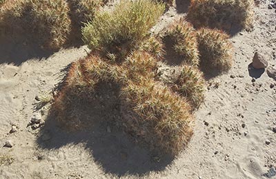 San Pedro de Atacama