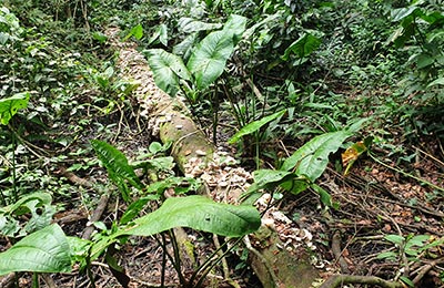 Cahuita