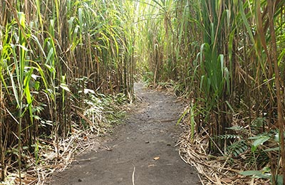 La Fortuna