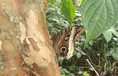 La Fortuna