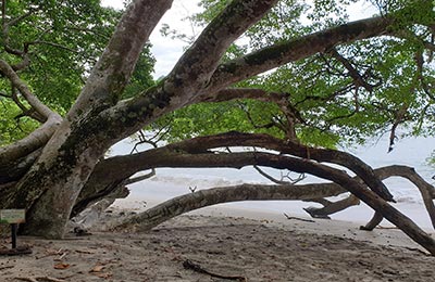 Manuel Antonio