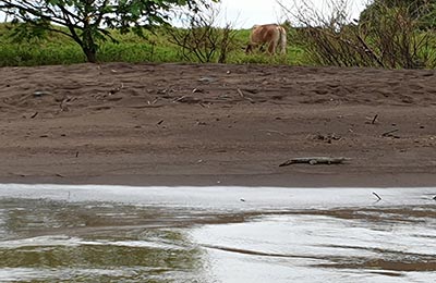 Tortuguero