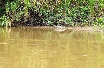 Tortuguero