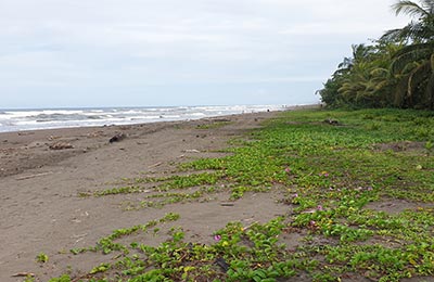 Tortuguero