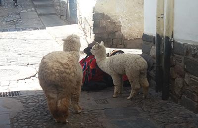 Cuzco