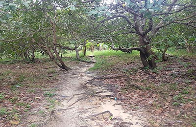 Koh Rong