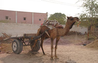 Bikaner y Deshnok