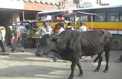 Bikaner y Deshnok