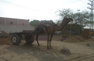 Bikaner y Deshnok