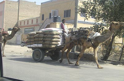 Bikaner y Deshnok