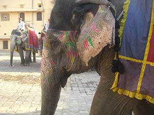 jaipur amber