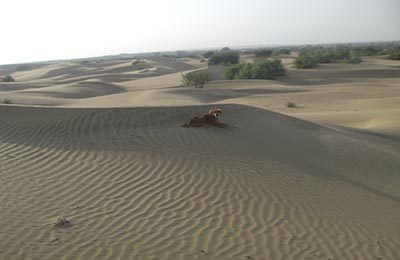 jaisalmer