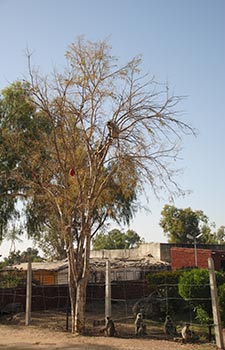 Ranakpur y Kumbhalharh