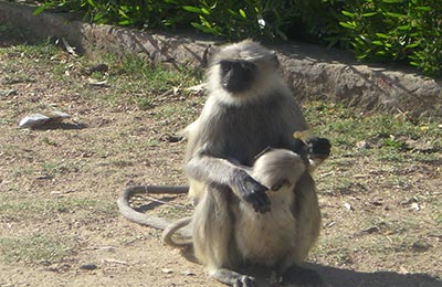 Ranakpur y Kumbhalharh