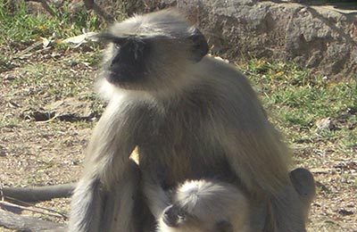 Ranakpur y Kumbhalharh