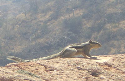 Ranakpur y Kumbhalharh