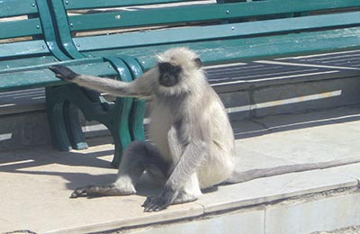 Ranakpur y Kumbhalharh