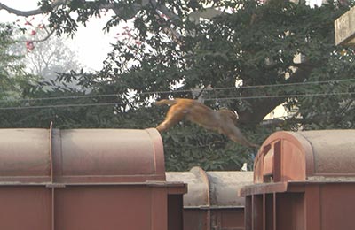 varanasi