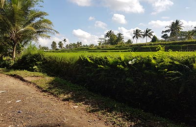 Bali