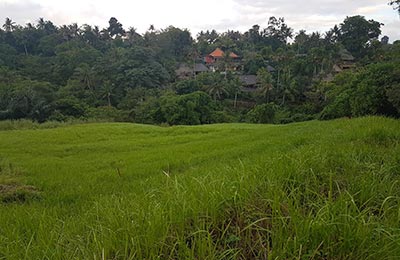 Bali