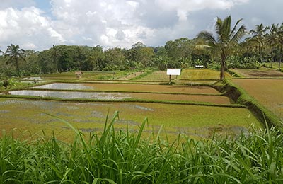 Bali