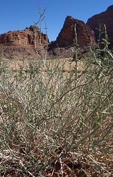 Wadi Rum